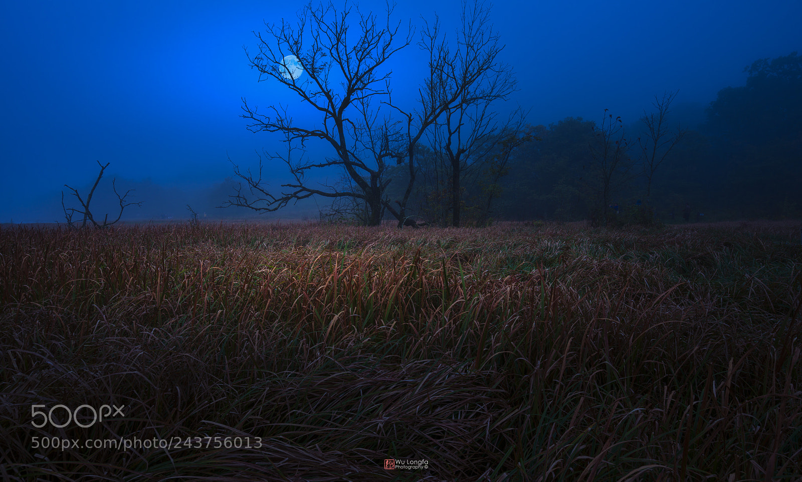 Sony a7 II sample photo. The moonlight wetland 月色湿地 photography