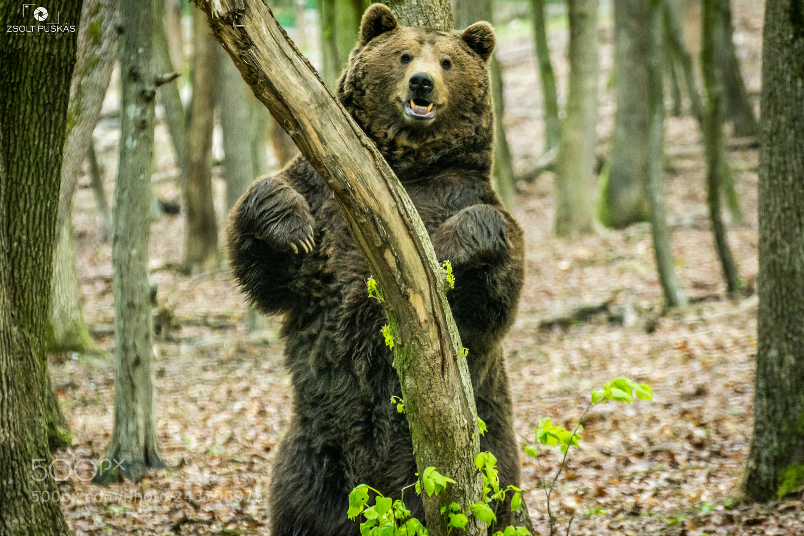 Nikon D7100 sample photo. Teddy bear photography