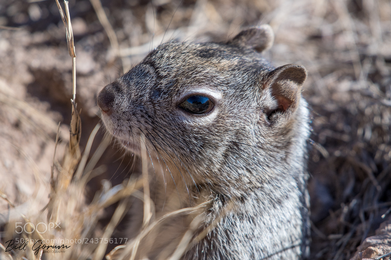 Nikon D500 sample photo. Rock squirrel photography