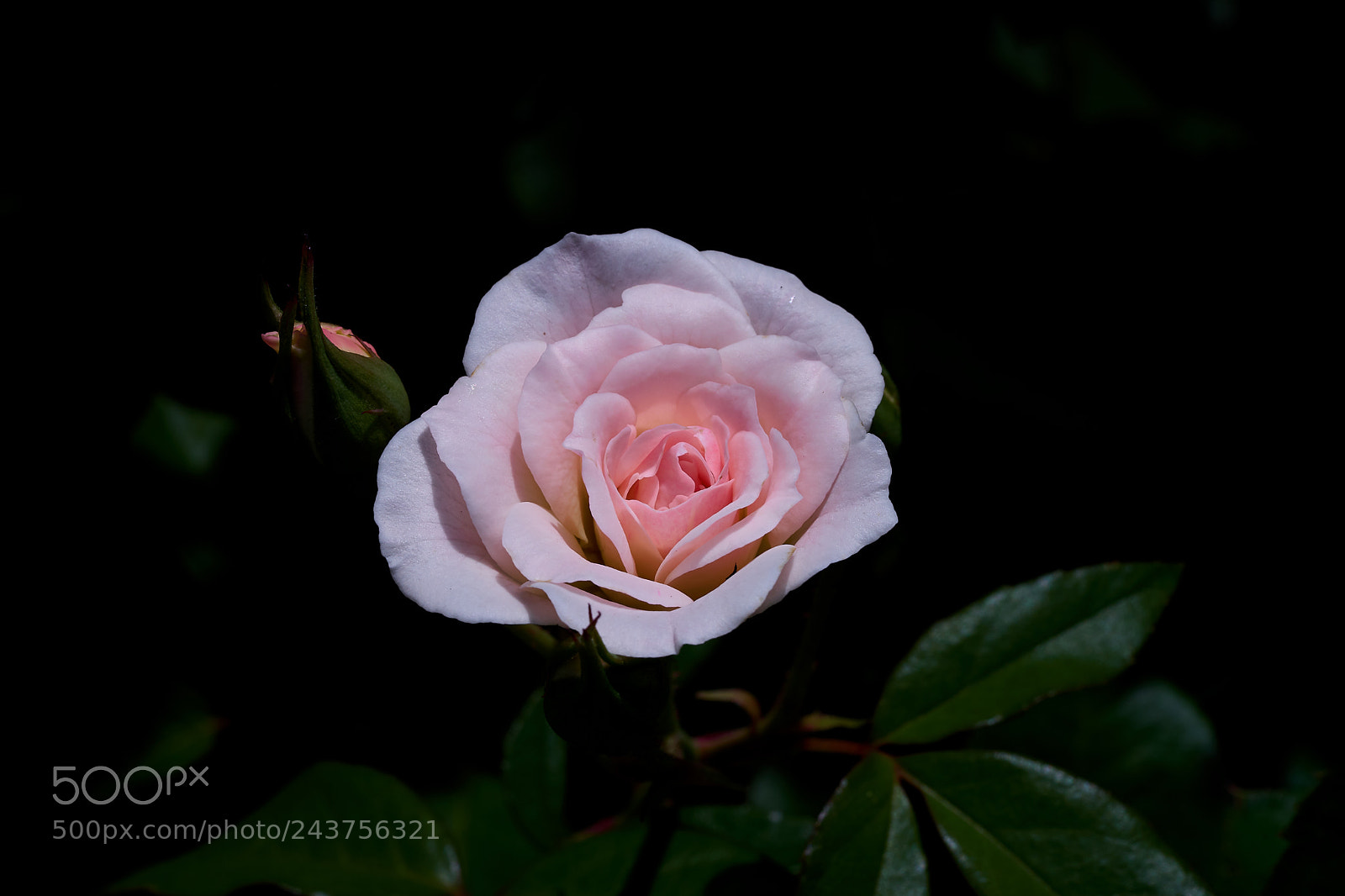 Sony a7 sample photo. Abg_180115_03 photography