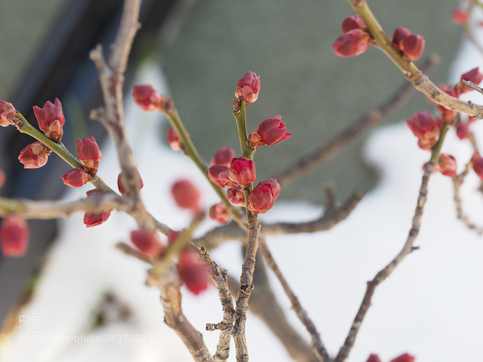 Olympus OM-D E-M1 sample photo. The first snow of photography