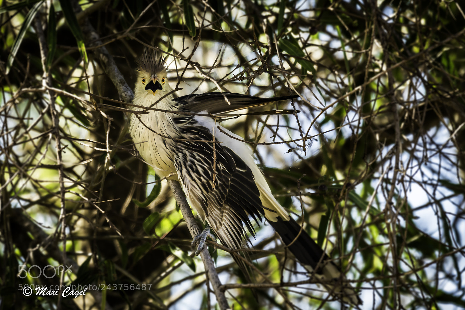 Nikon D500 sample photo. Spotted photography