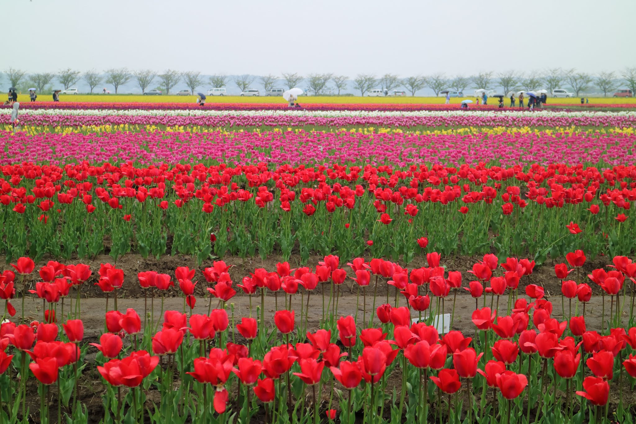 Canon EOS M3 sample photo. Full of tulips photography