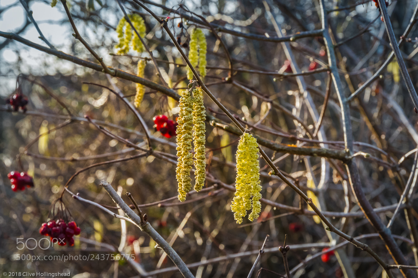 Canon EOS 7D Mark II sample photo. Pusskins and berries photography