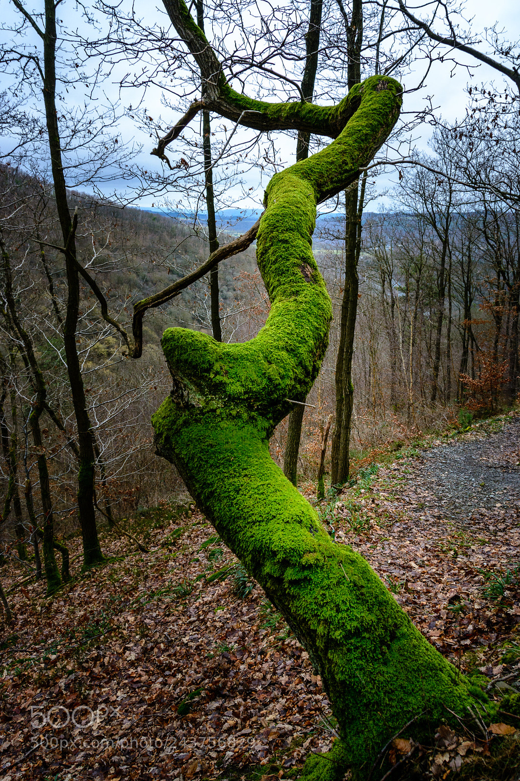 Nikon D7100 sample photo. Bad salzig photography