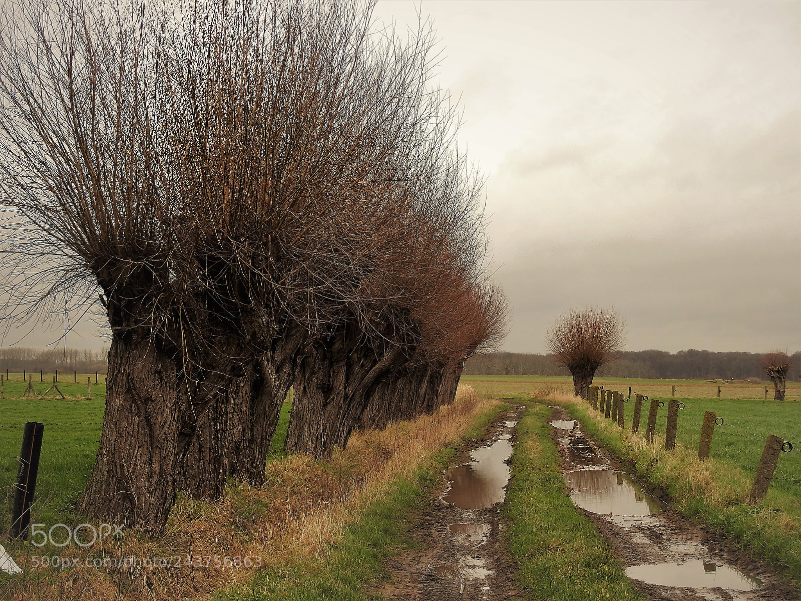 Nikon Coolpix P900 sample photo. Brabantse kouters photography