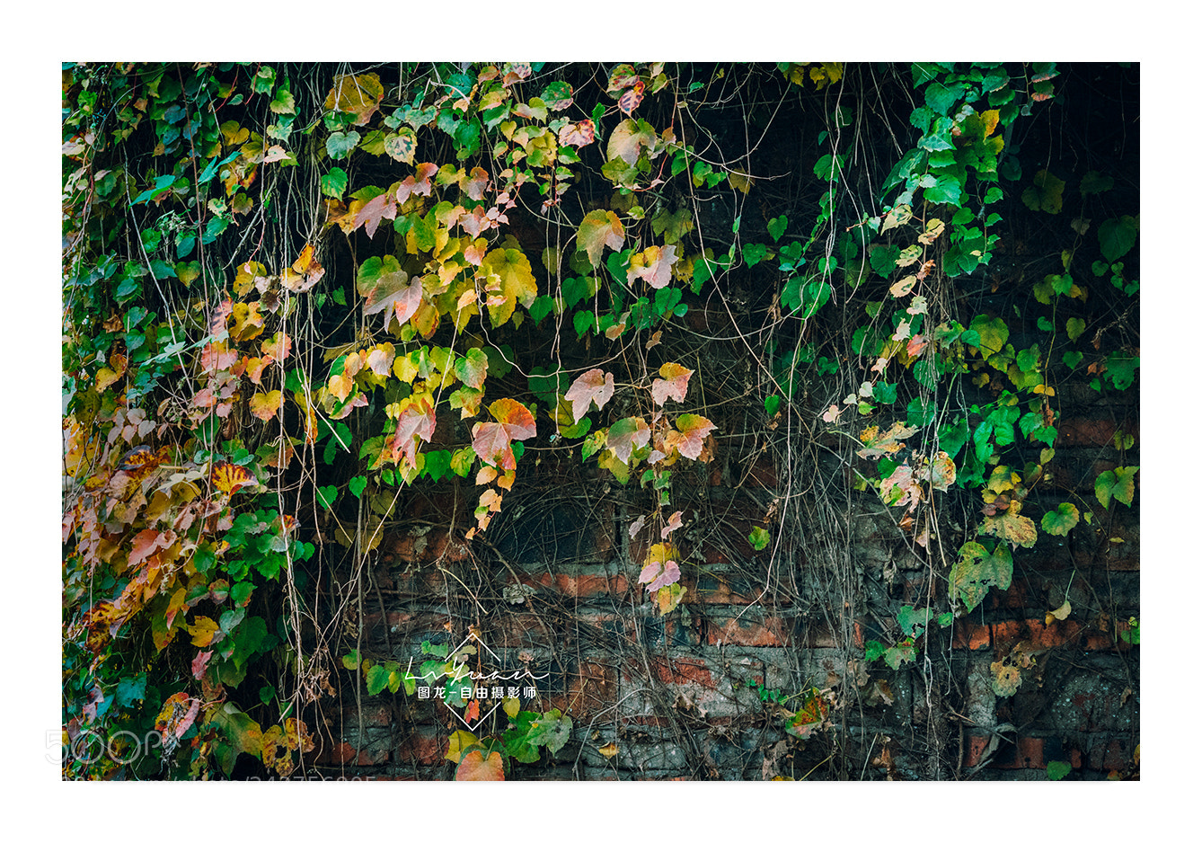 Sony a7 II sample photo. Untitled photography