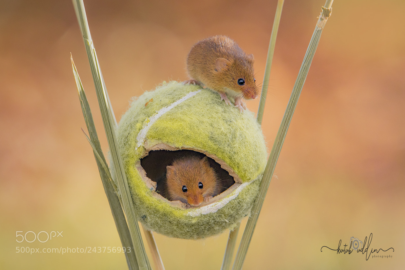 Canon EOS 7D Mark II sample photo. Harvest mice photography