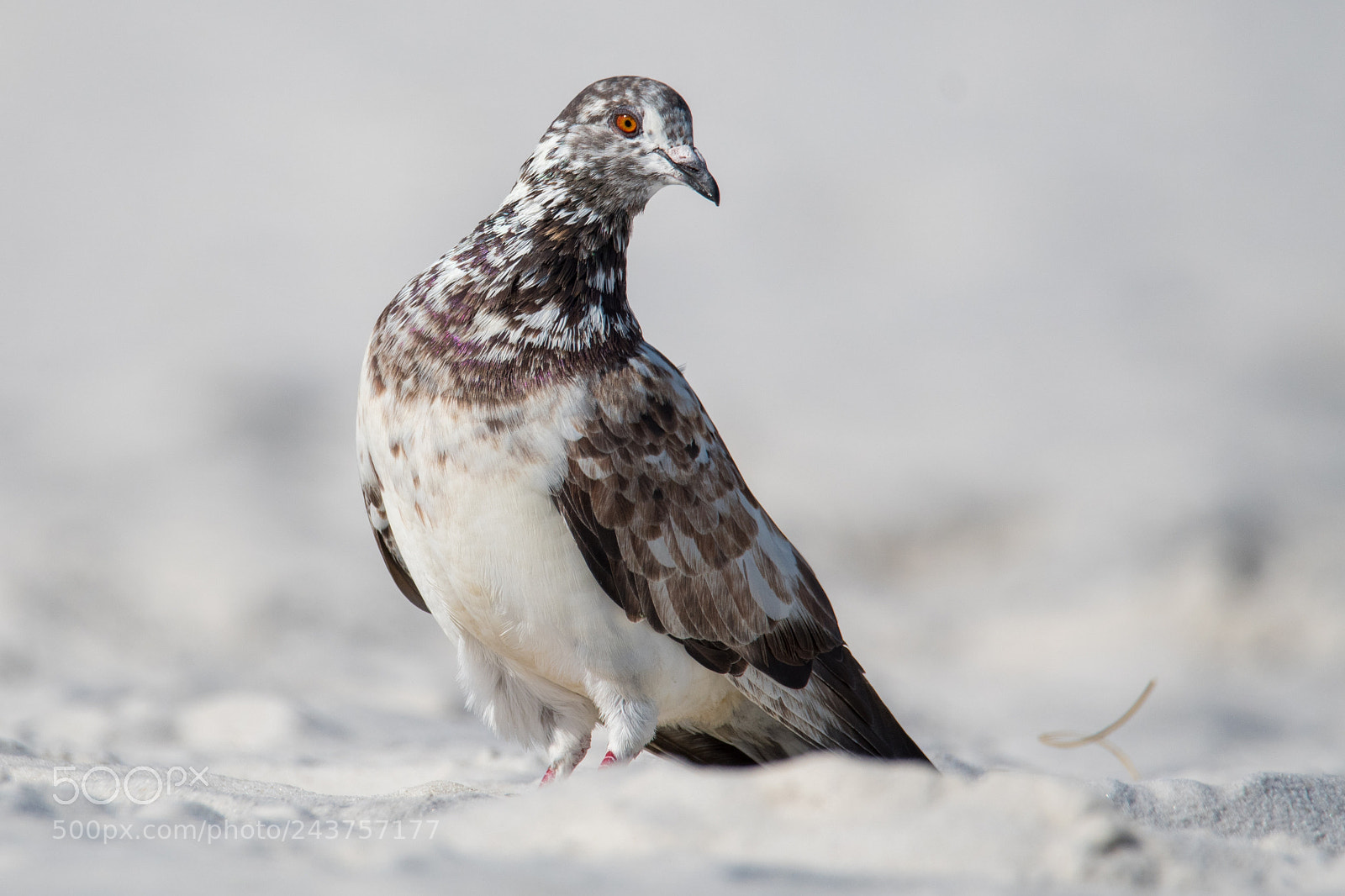 Nikon D500 sample photo. Pigeon on beach photography