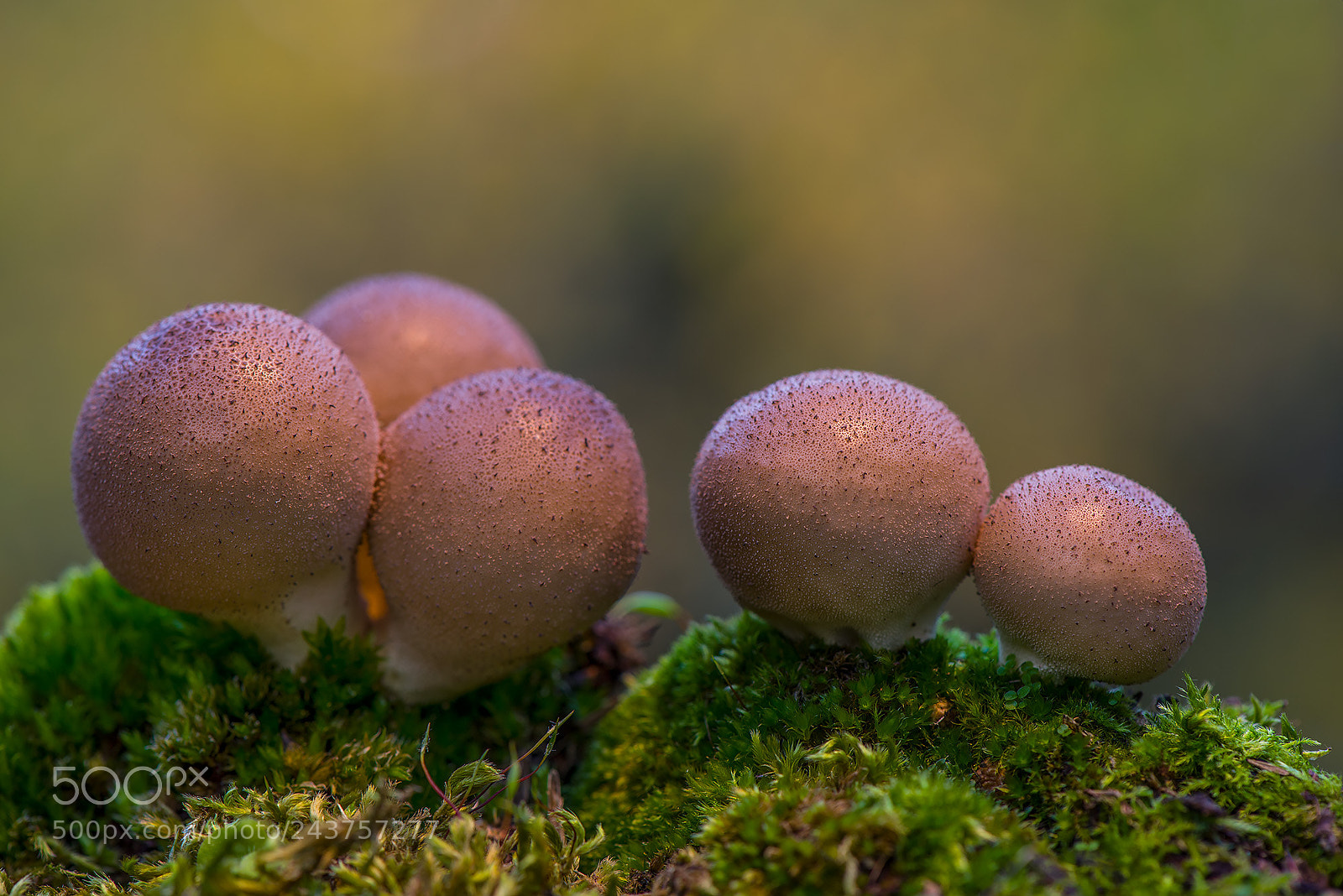 Nikon D800 sample photo. Mushrooms. photography