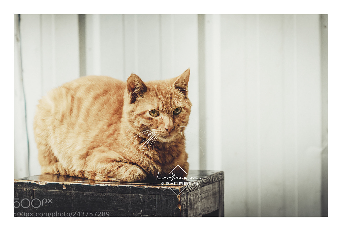 Sony a7 II sample photo. Untitled photography