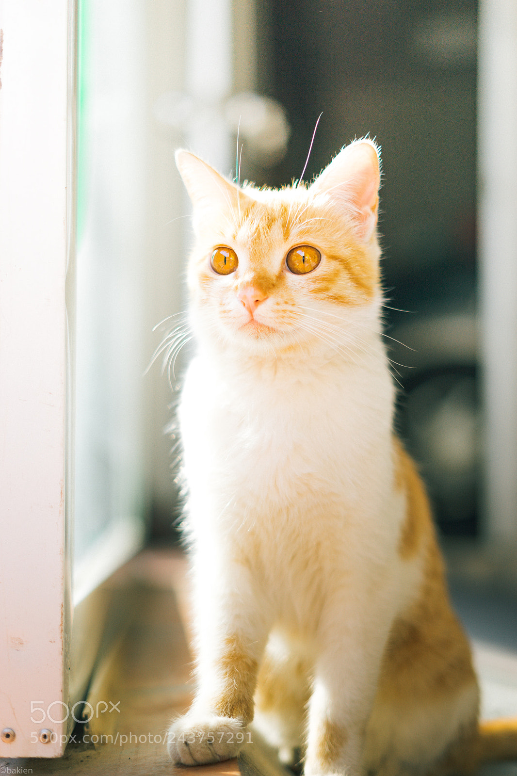 Sony a7 sample photo. Crazy cat photography