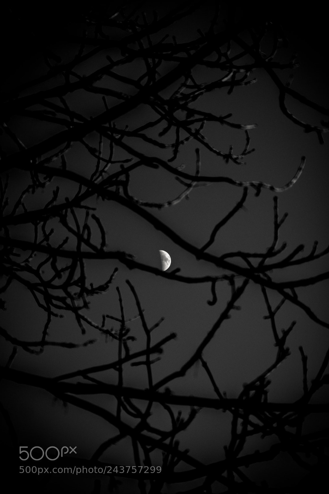 Fujifilm X-Pro1 sample photo. First quarter moon photography