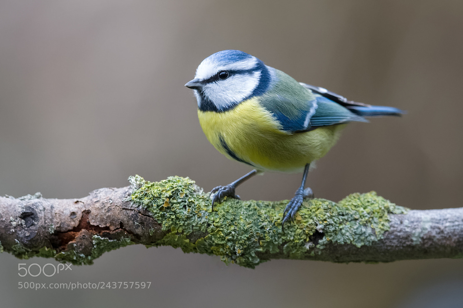 Nikon D500 sample photo. Cyanistes caeruleus photography
