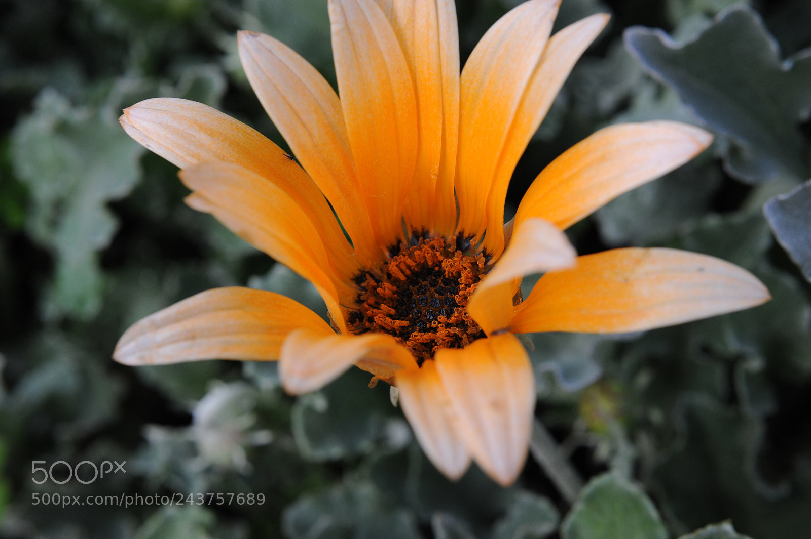 Nikon D700 sample photo. Orange flower photography