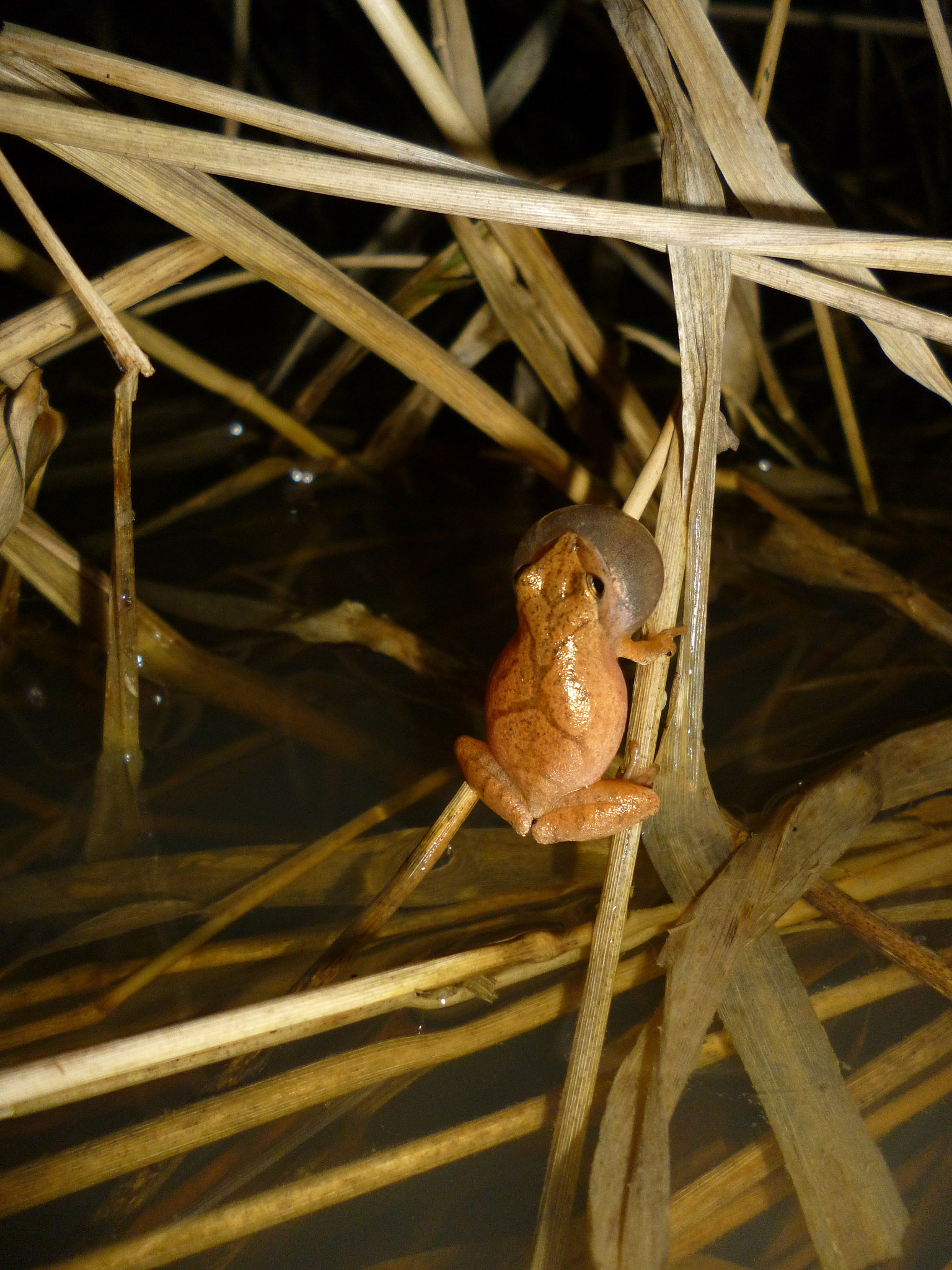 Panasonic DMC-FH5 sample photo. The call of the spring peeper photography