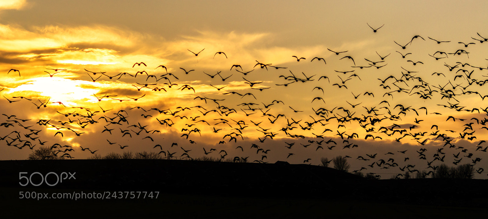 Nikon D3200 sample photo. The wild geese photography