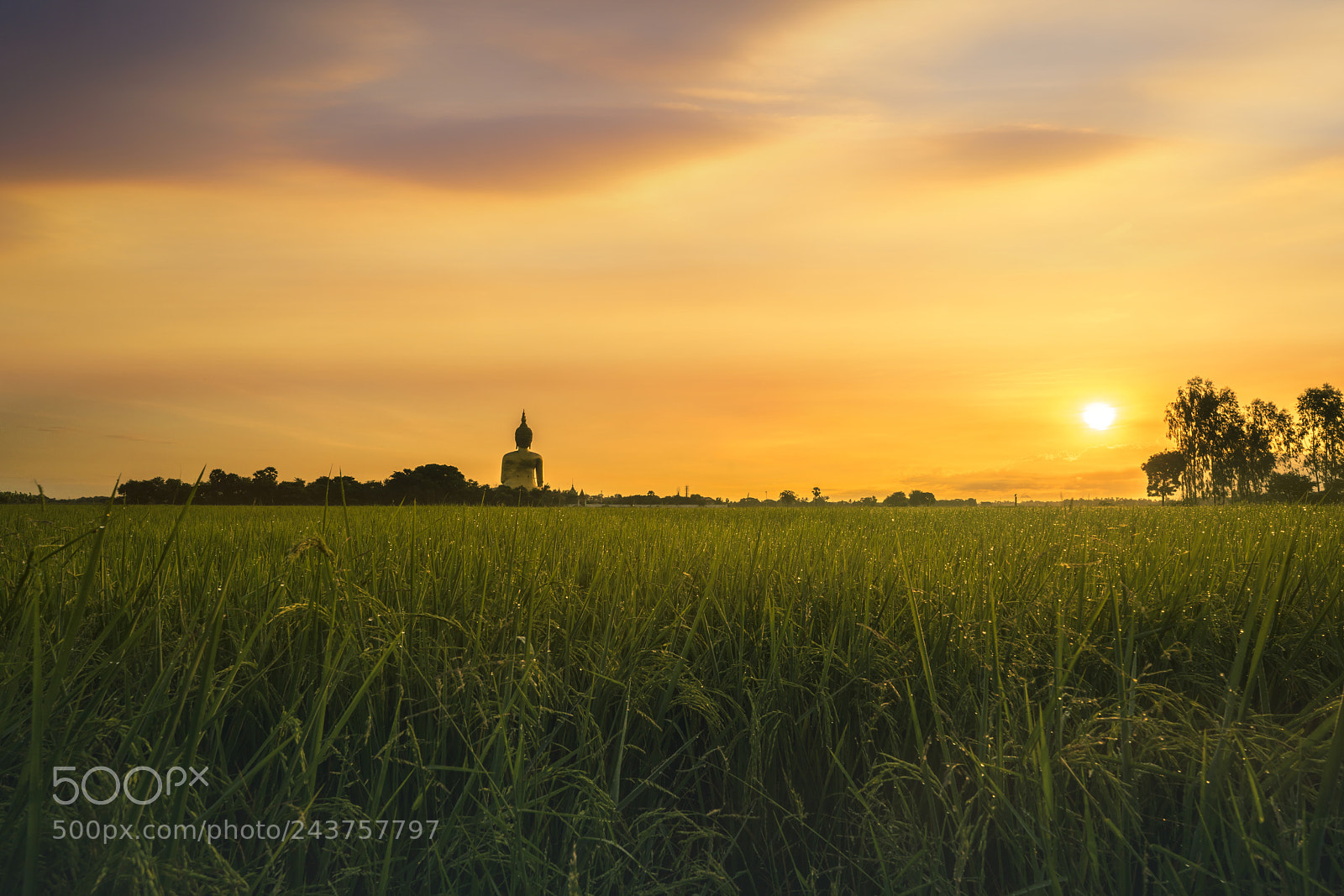 Sony a7R II sample photo. Sunrise rice field. photography