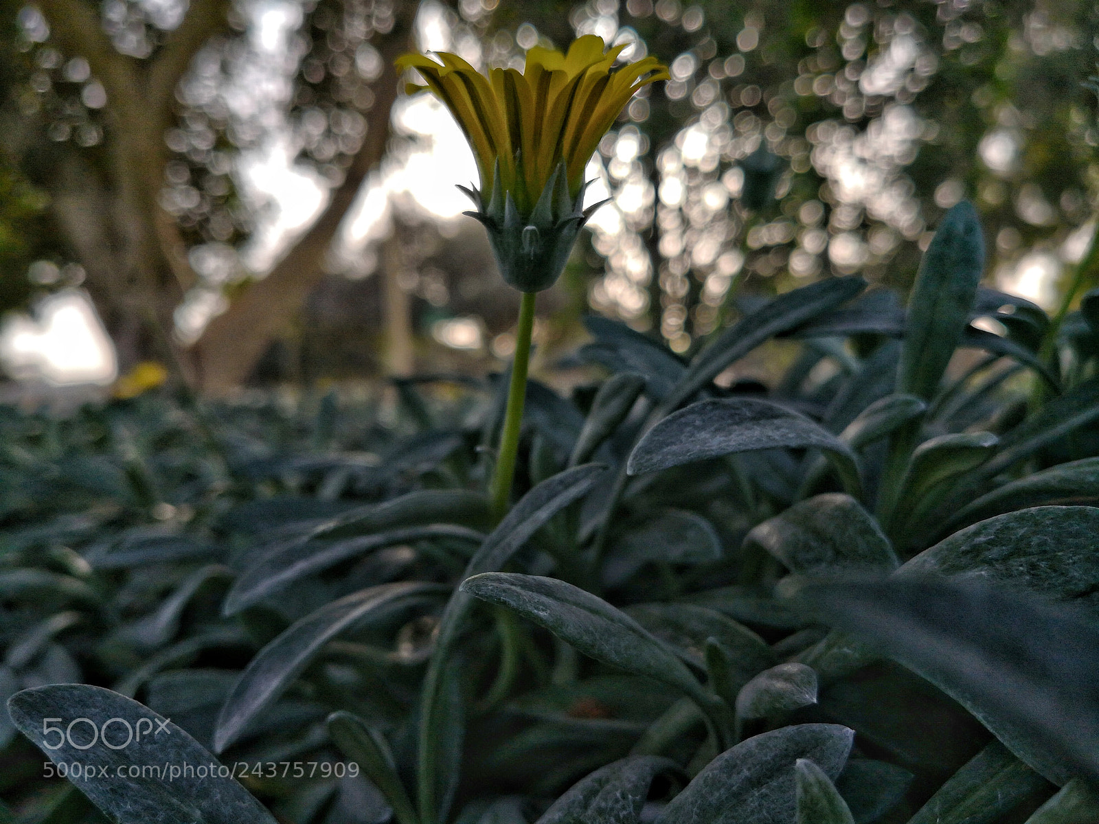 HUAWEI Mate 10 sample photo. Yellow photography