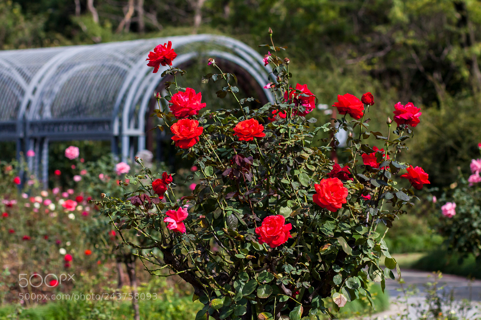 Canon EOS 50D sample photo. Rosery photography