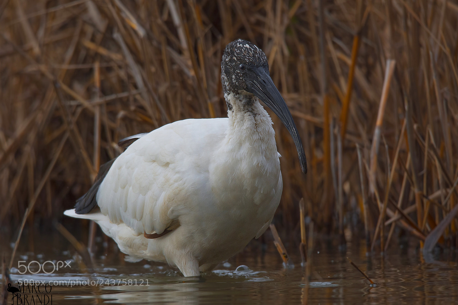 Nikon D7200 sample photo. Ibis sacro - sacred photography