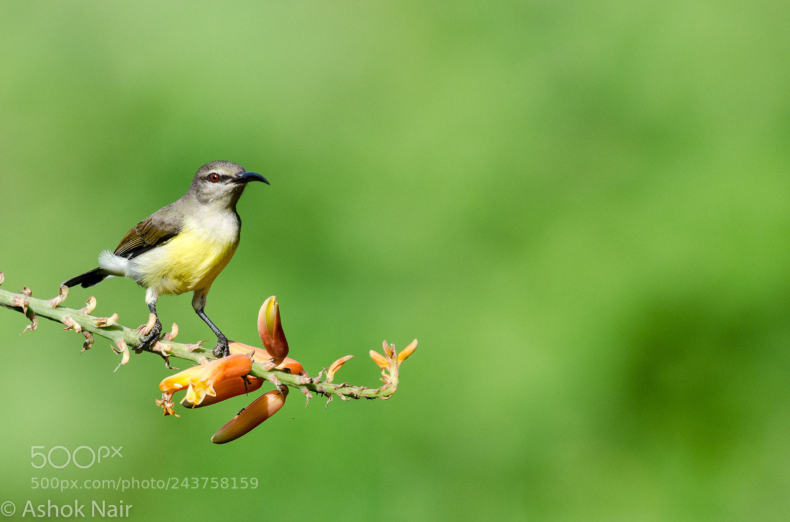 Nikon D5100 sample photo. Purple rumped sunbird ( female ) photography