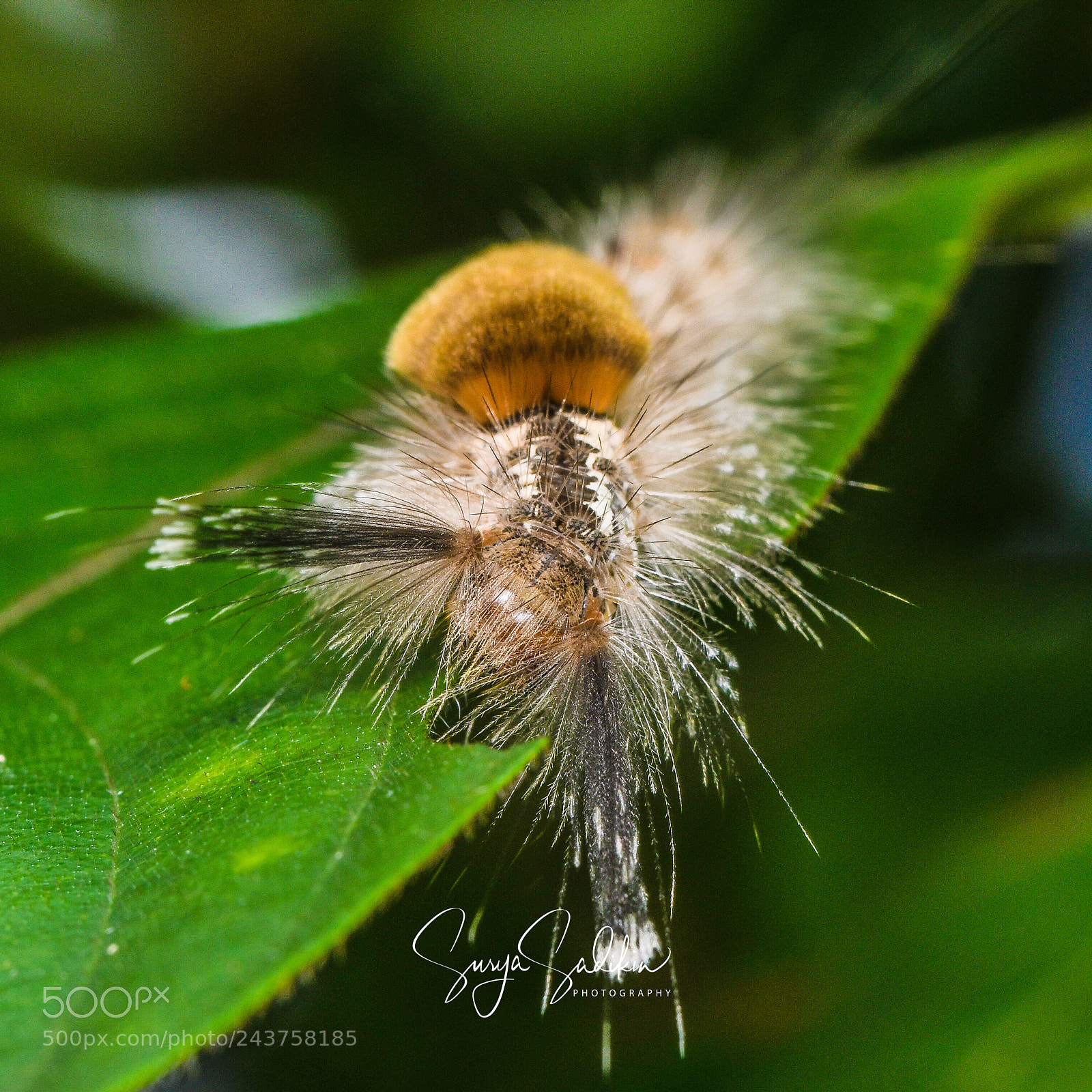 Nikon D850 sample photo. Spiky caterpillar photography