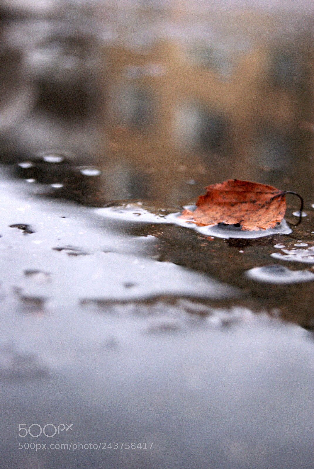 Sony Alpha DSLR-A230 sample photo. After snow photography