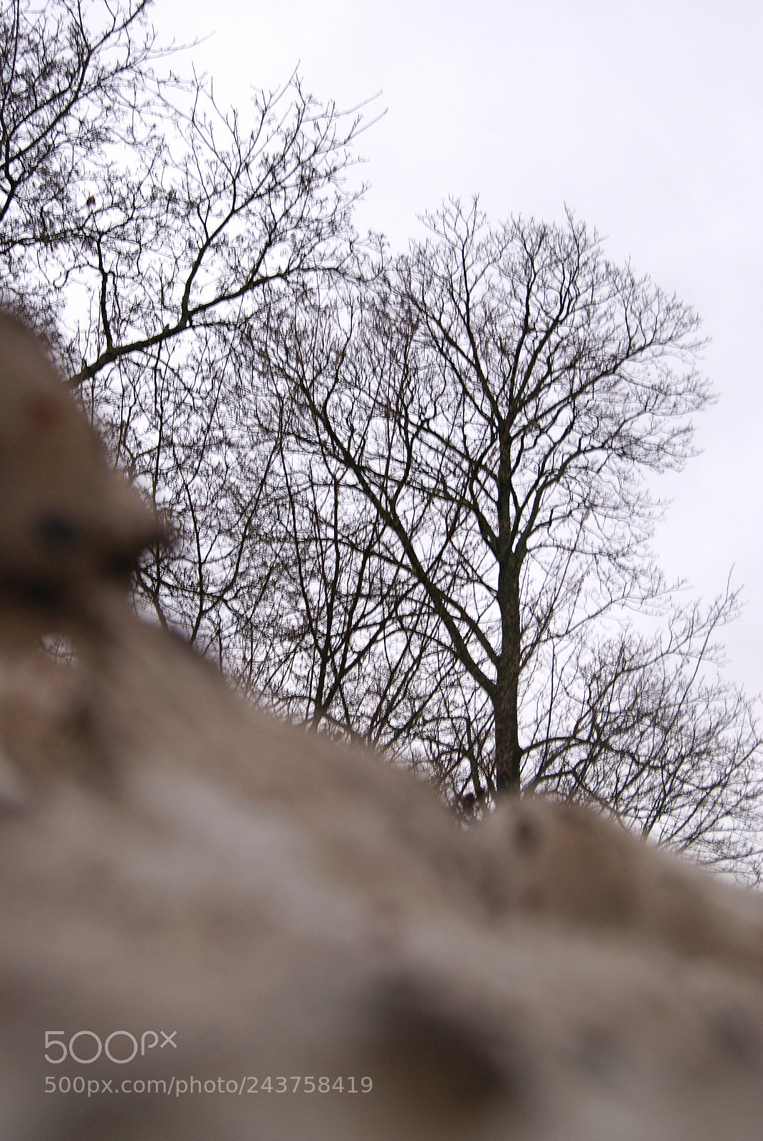 Sony Alpha DSLR-A230 sample photo. Ugly snow photography