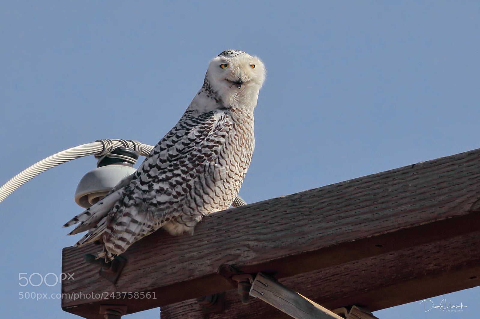 Canon EOS-1D X Mark II sample photo. Snowy owl photography