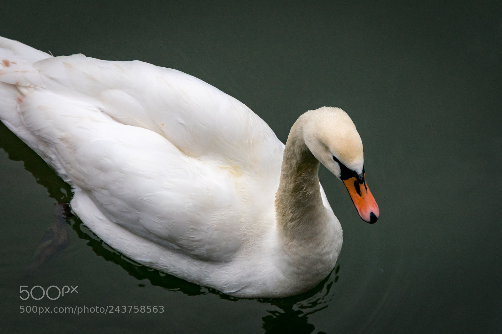Nikon 1 J5 sample photo. Swan from above photography