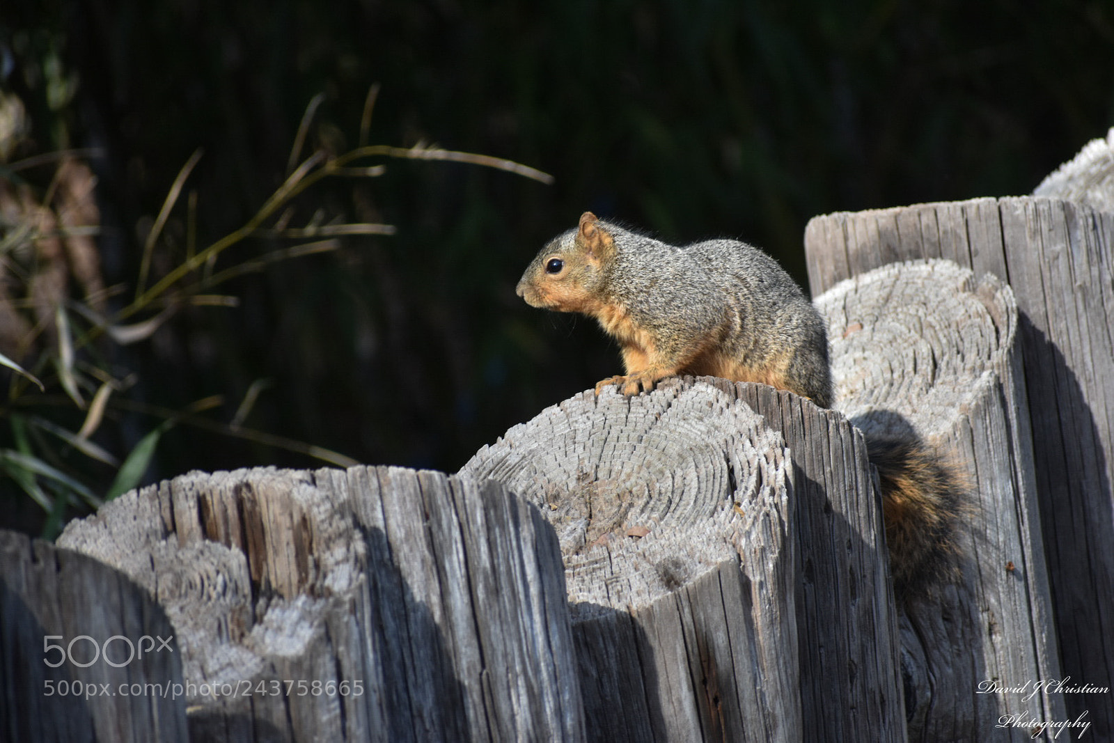 Nikon D3400 sample photo. Squirrel looking. photography