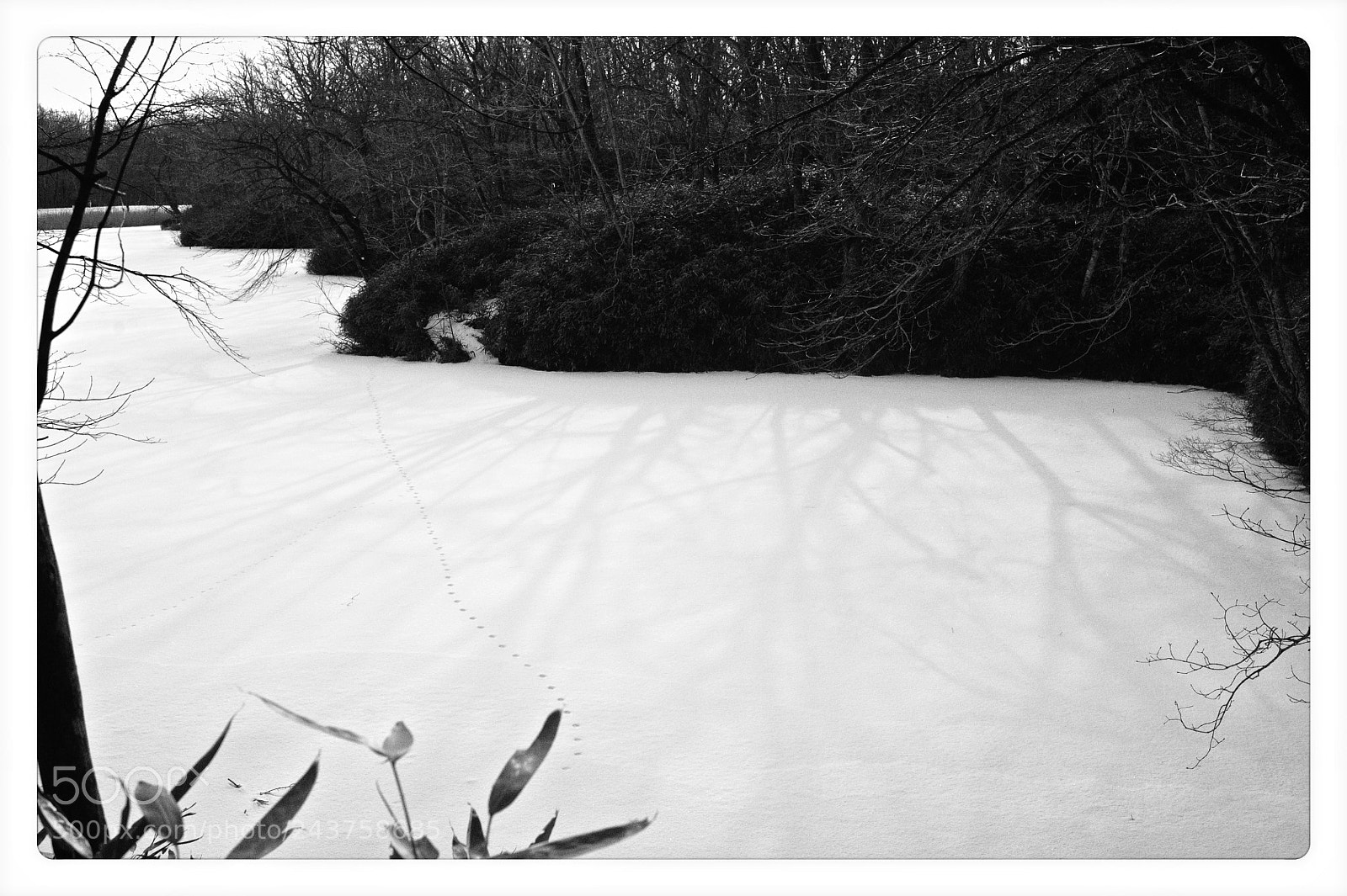 Nikon D700 sample photo. Poetry in winter photography