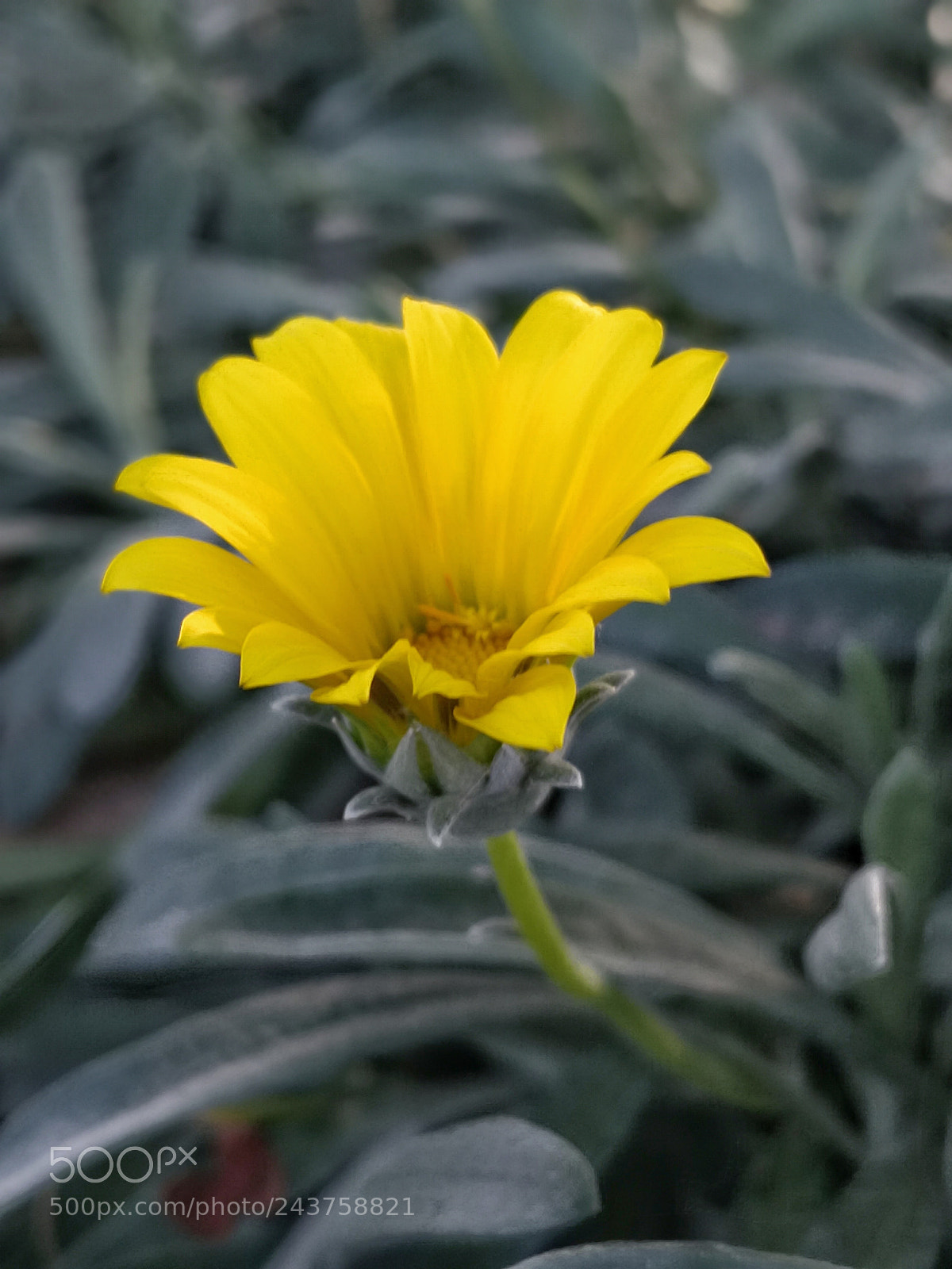 HUAWEI Mate 10 sample photo. Yellow ii photography