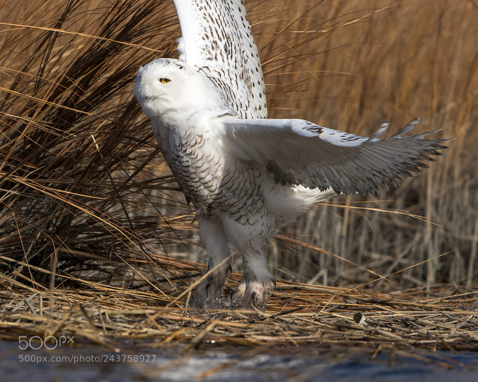 Canon EOS 7D Mark II sample photo. Lift off photography
