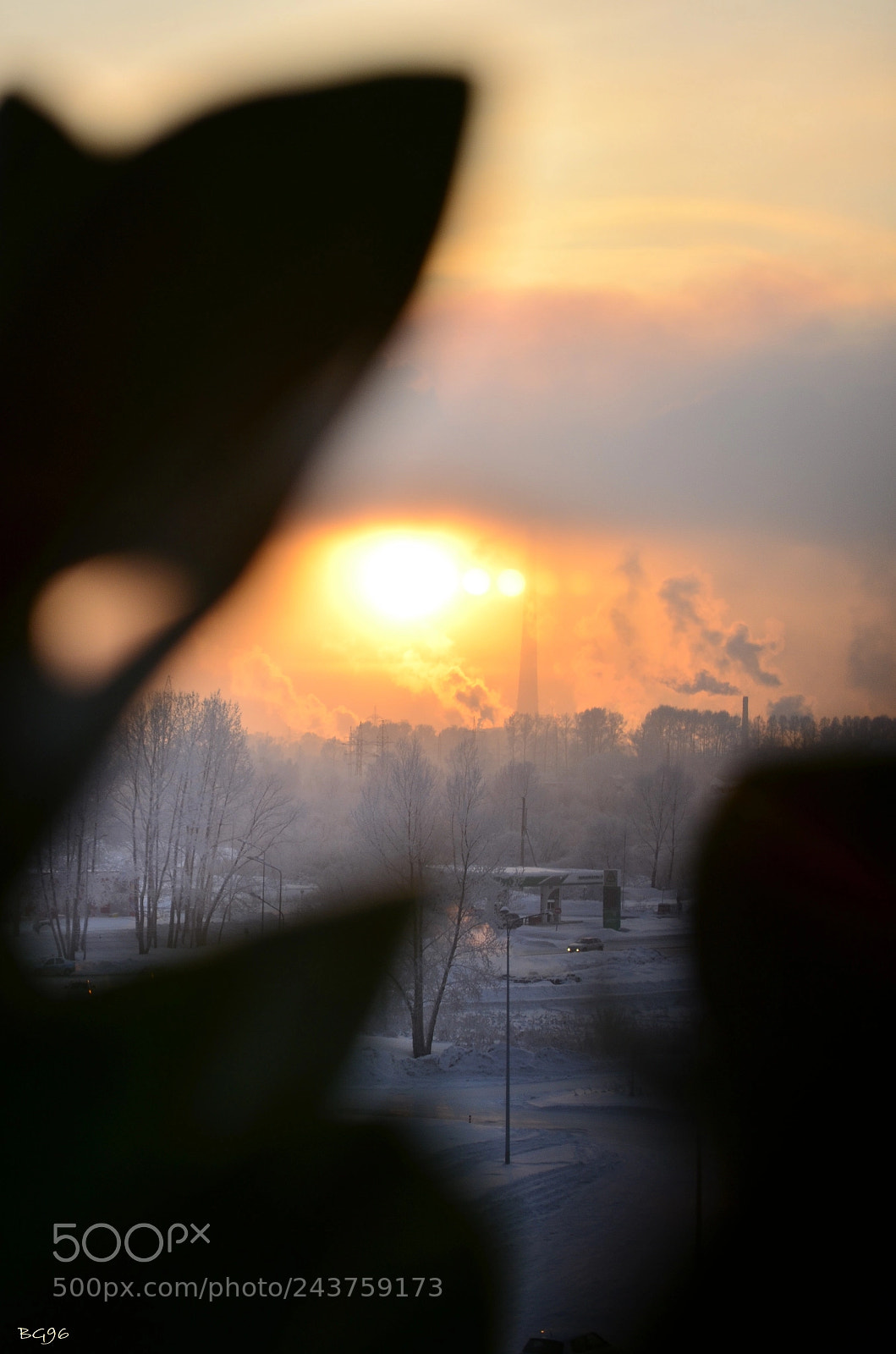 Nikon D5100 sample photo. Thru leaves photography