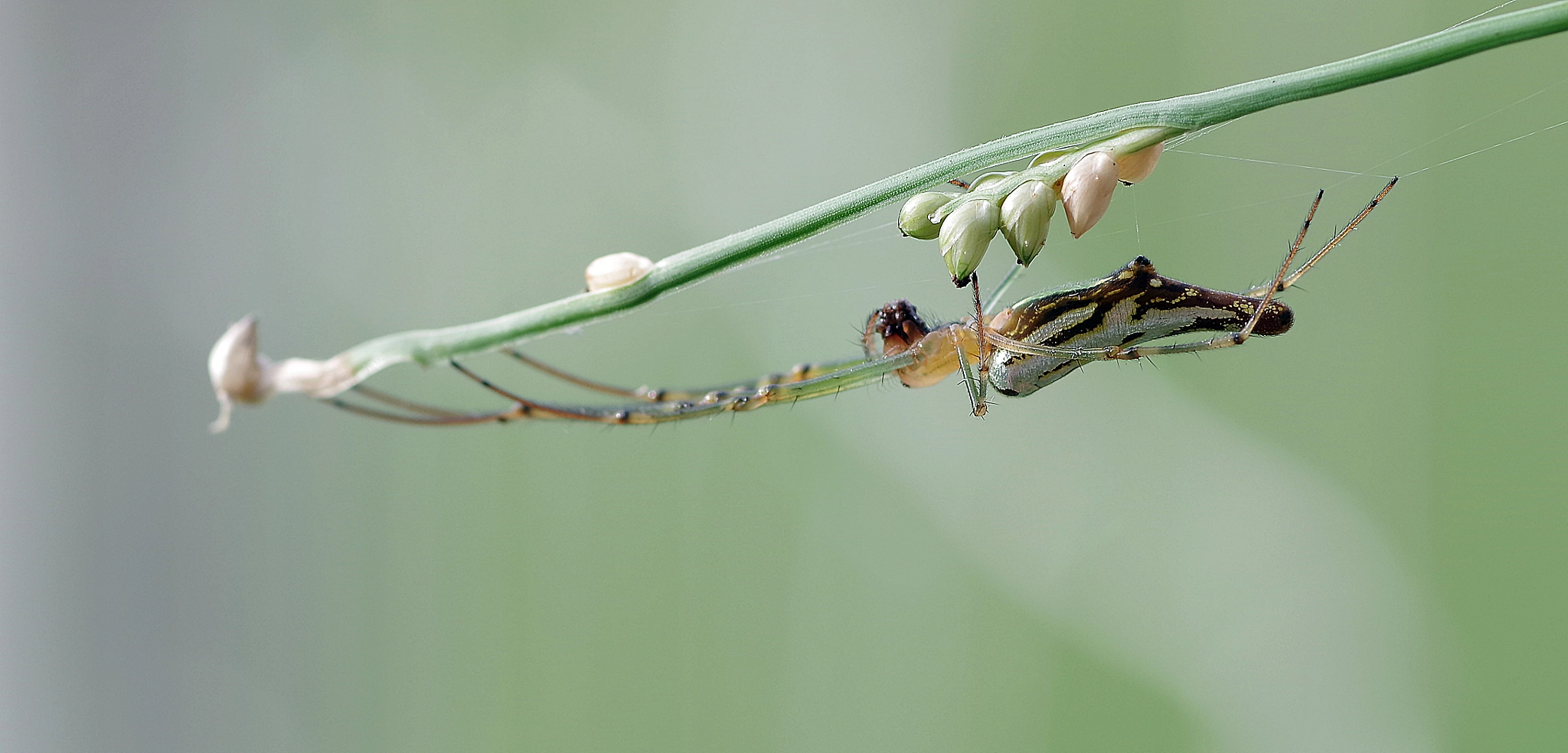 Pentax K-S2 + Pentax smc D-FA 100mm F2.8 Macro WR sample photo. Stretch out photography