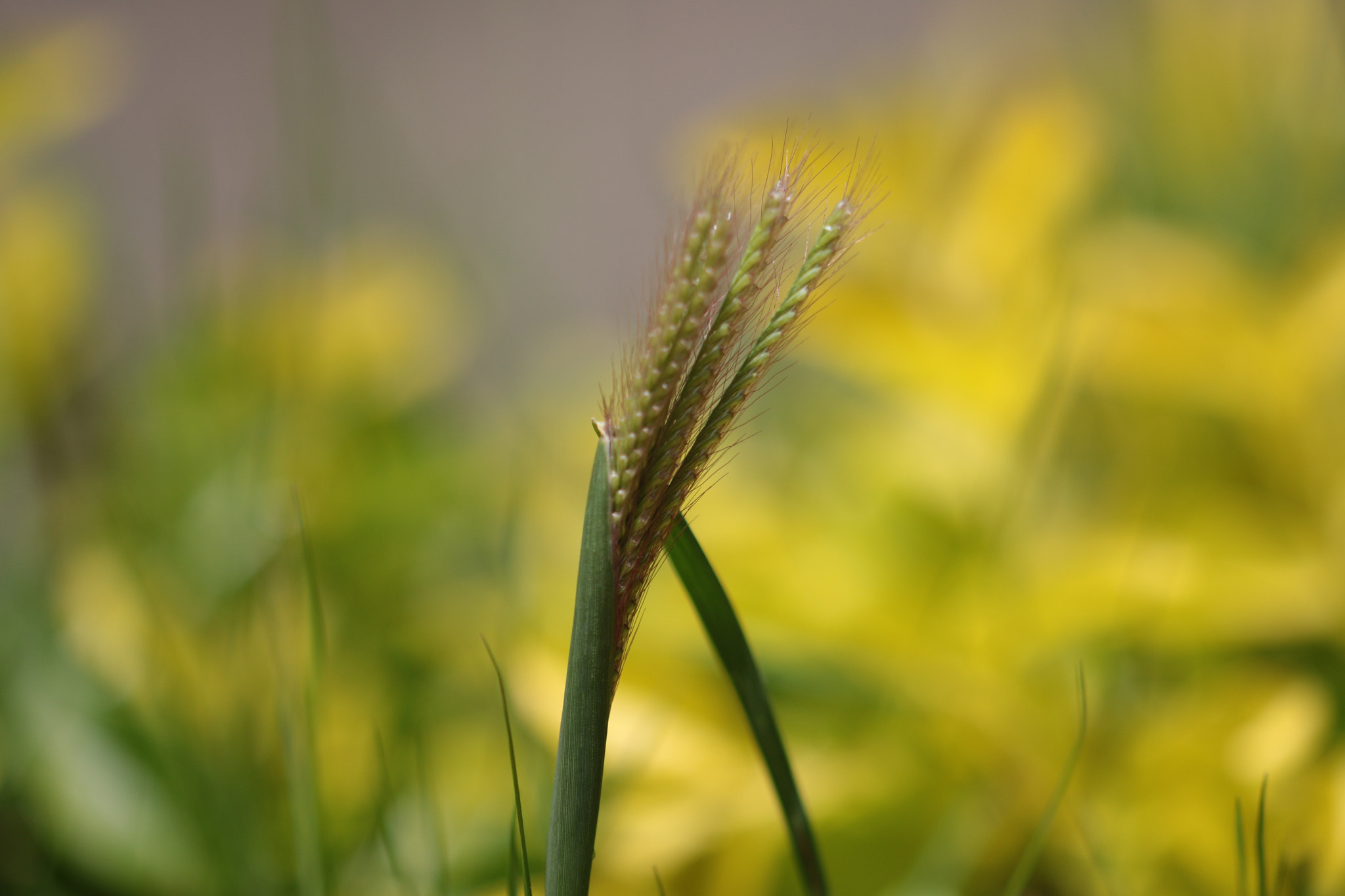 Canon EOS 70D + Canon EF 22-55mm f/4-5.6 USM sample photo. Piece of grass photography