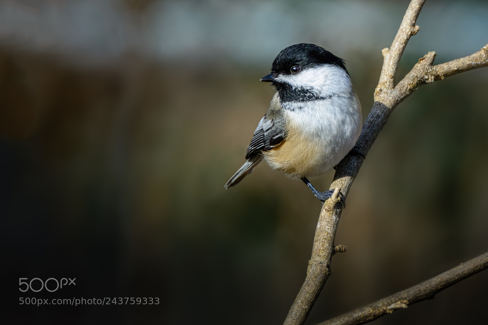 Nikon D7100 sample photo. Chickadee #3 photography