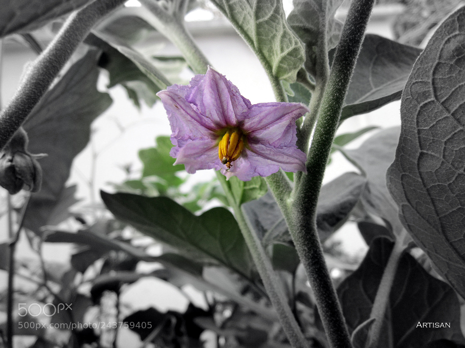 Canon PowerShot A2200 sample photo. Another violet photography