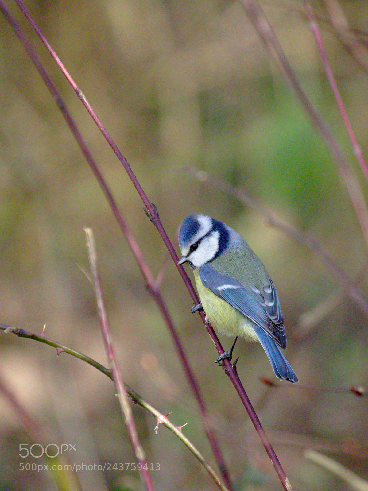 Olympus OM-D E-M10 sample photo. Blue photography