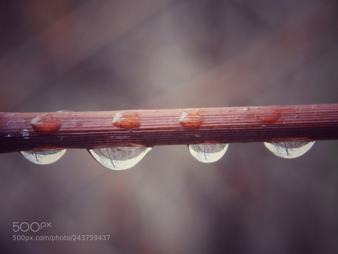 Nikon Coolpix B500 sample photo. Raindrops on a wild photography