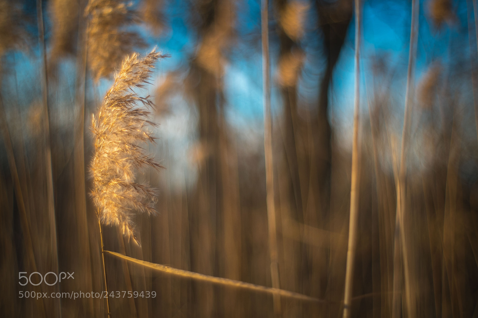 Fujifilm X-T2 sample photo. Reed photography