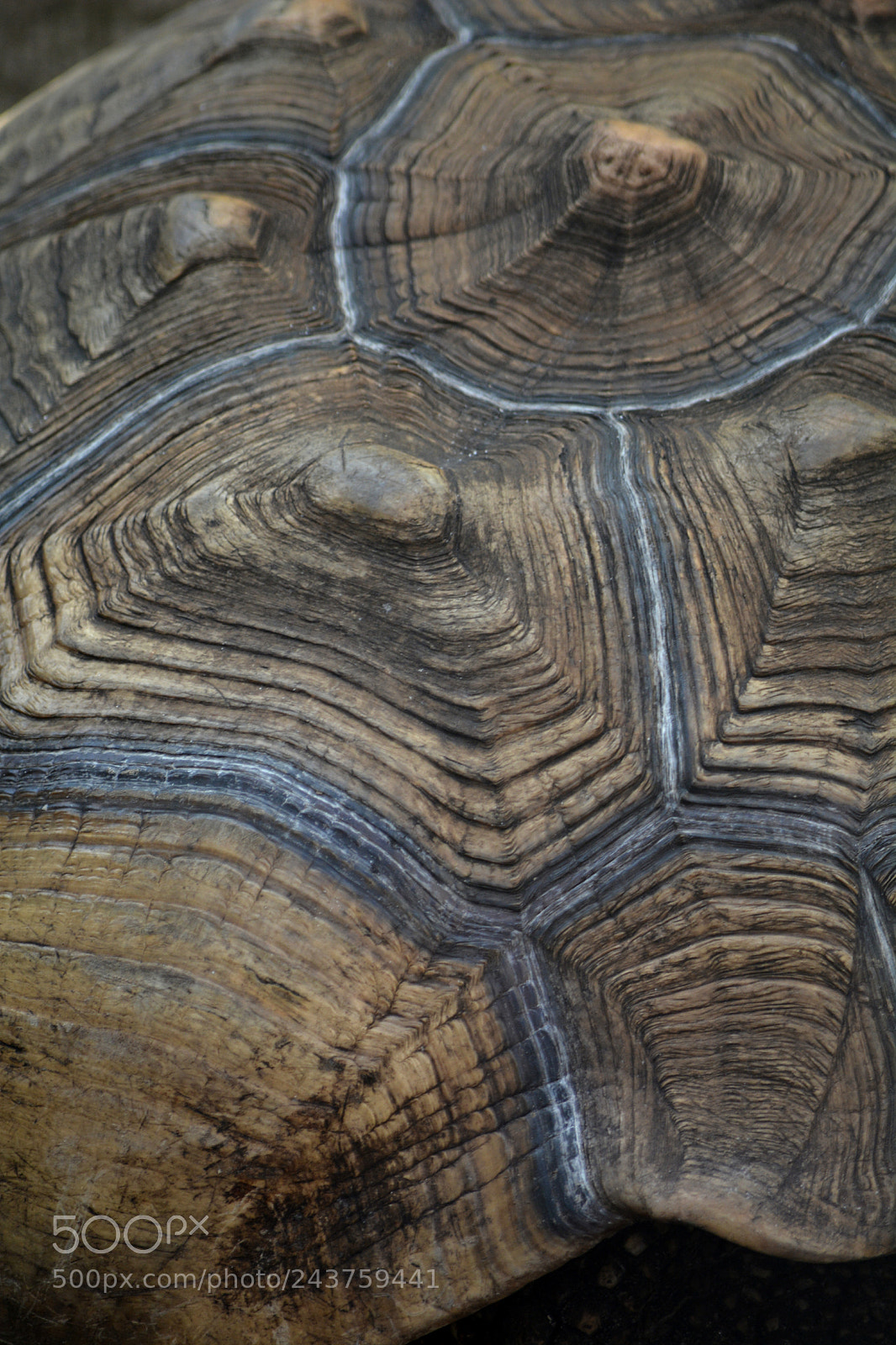 Nikon D7100 sample photo. Tortoise shell photography