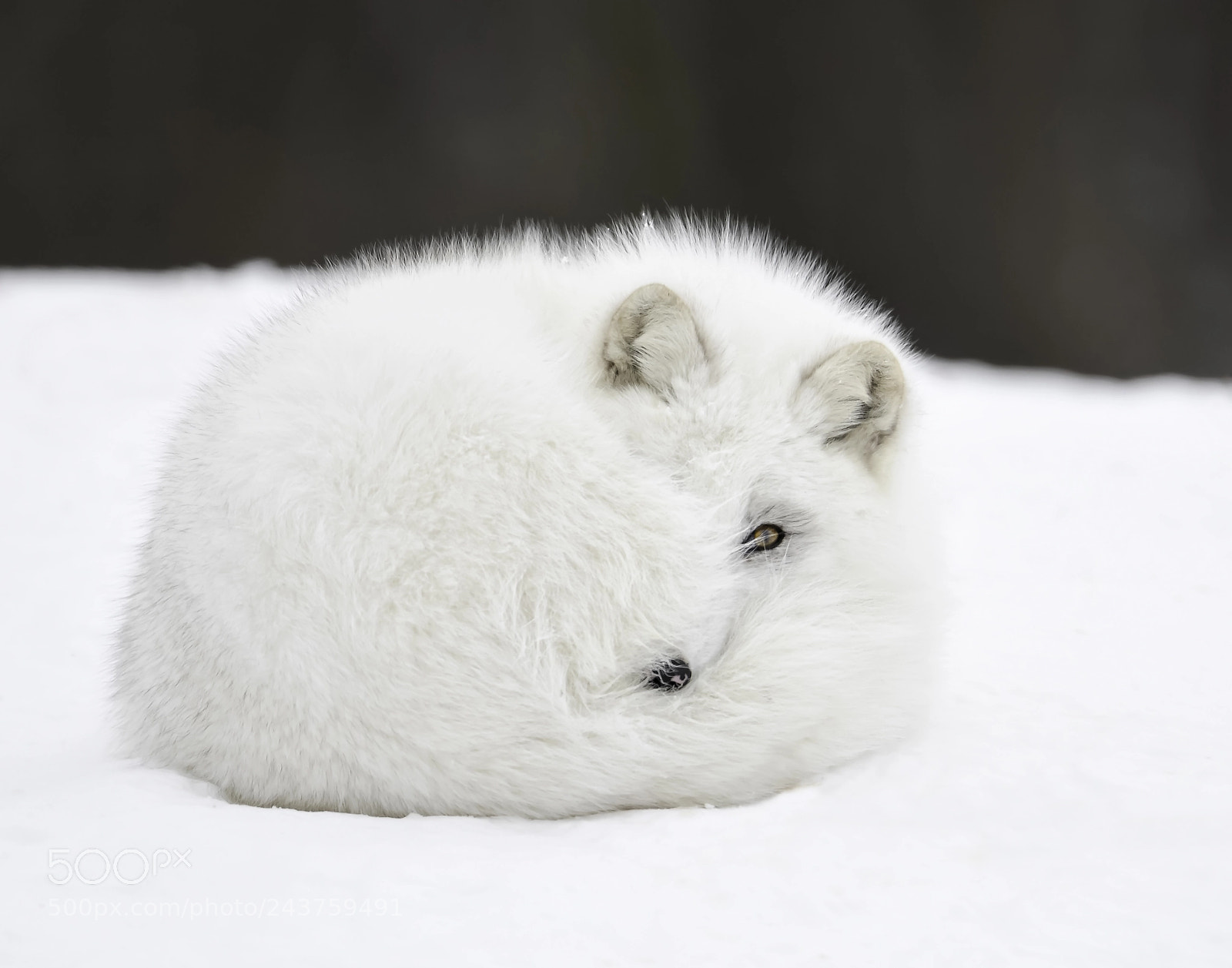 Nikon D500 sample photo. Hiding from winter... photography