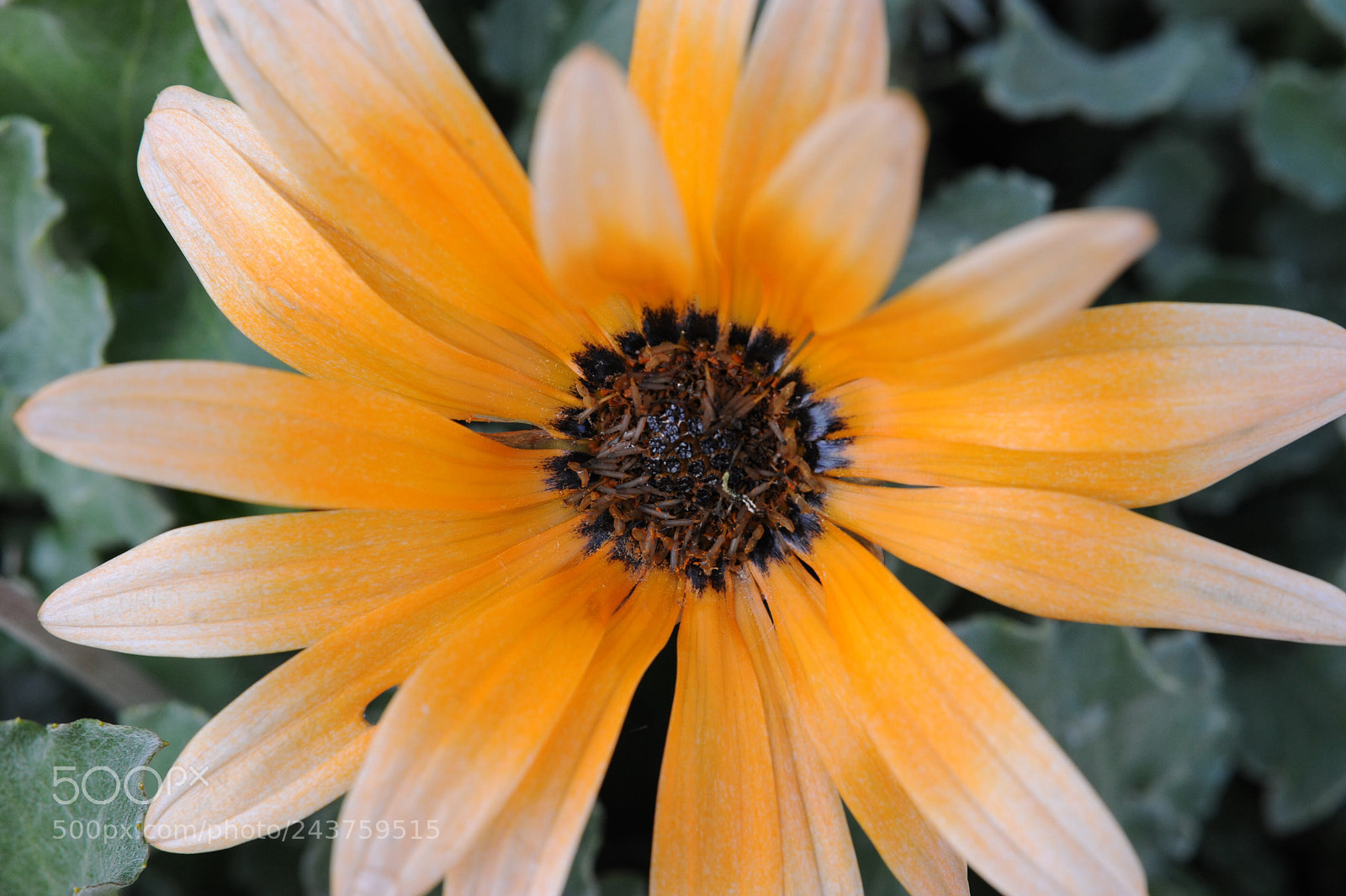 Nikon D700 sample photo. Orange flower1 photography