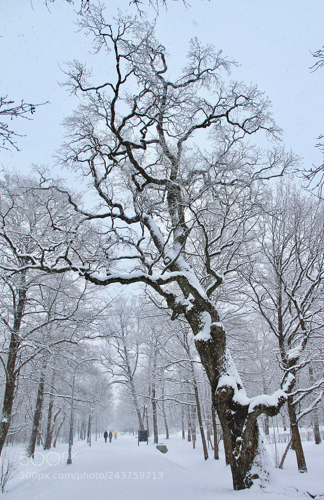 Canon EOS 550D (EOS Rebel T2i / EOS Kiss X4) sample photo. 300 years old oak photography