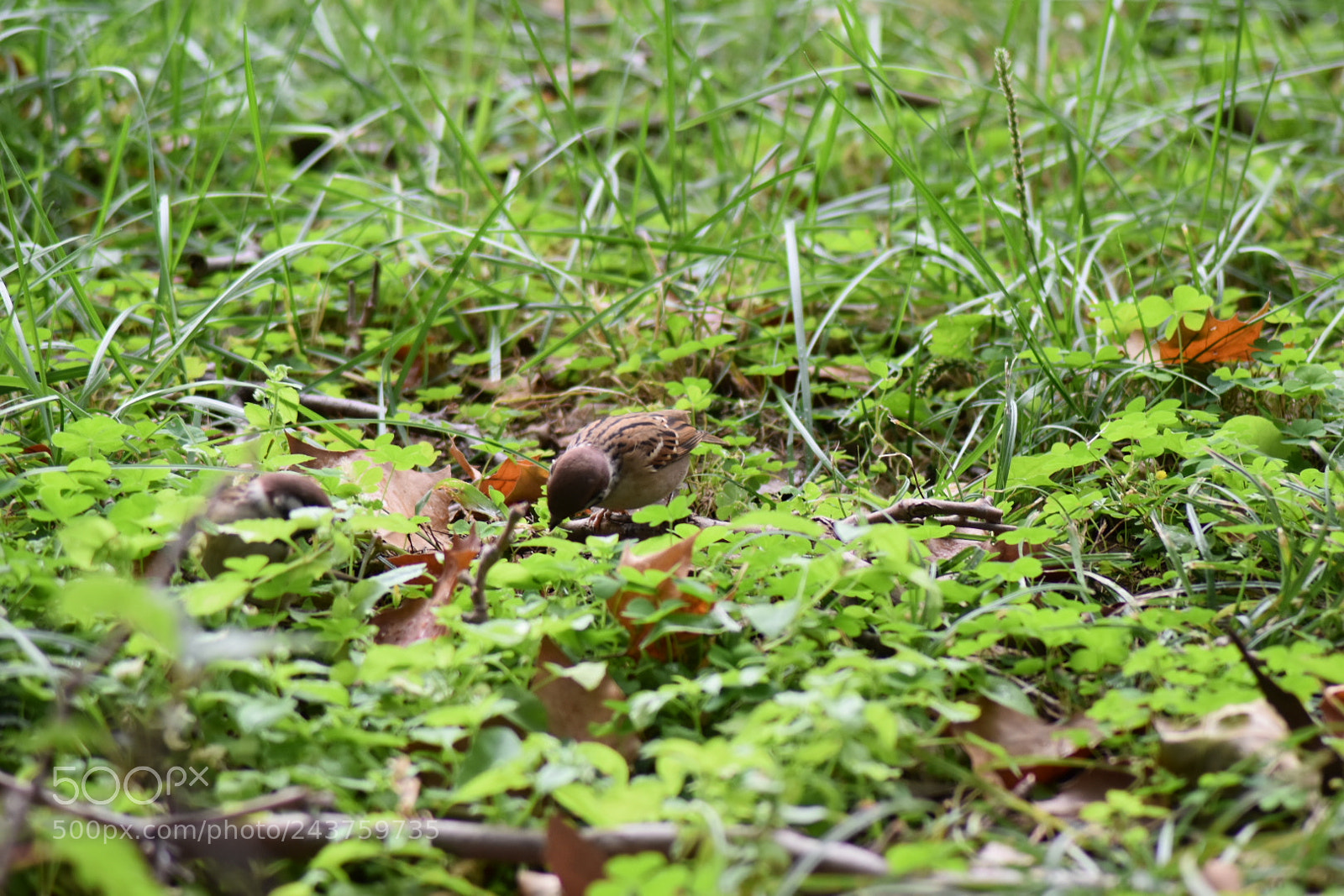 Nikon D5500 sample photo. Sparrow photography
