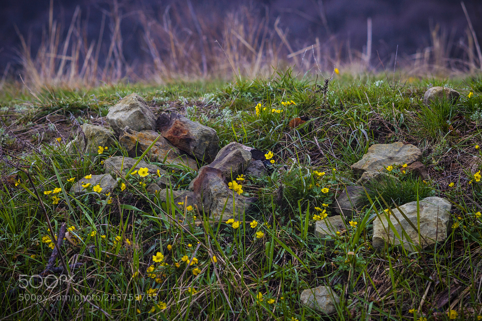 Canon EOS-1D Mark III sample photo. Autumn flowers photography