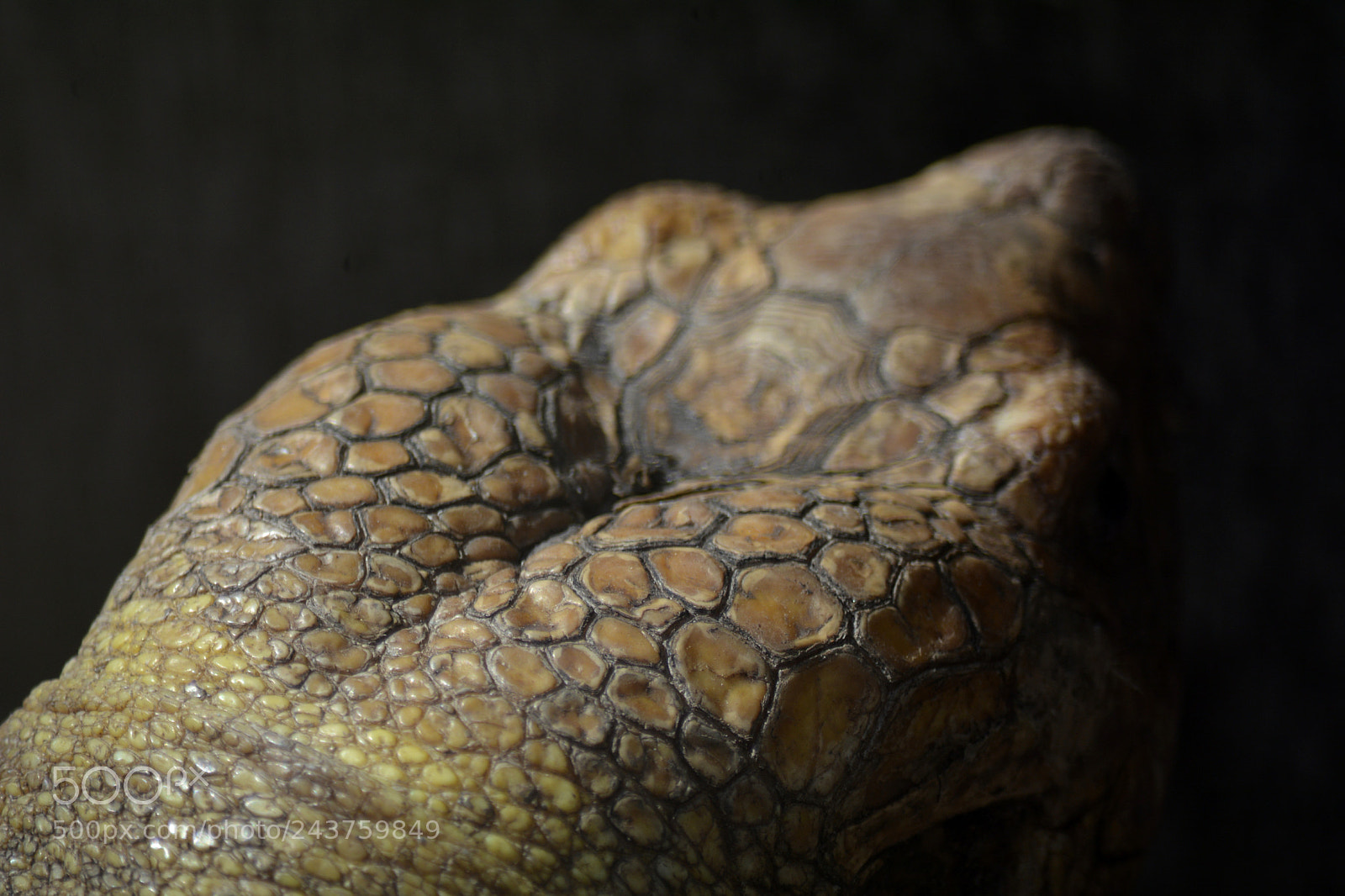 Nikon D7100 sample photo. Tortoise head photography
